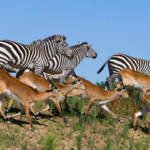 safari de peaugres