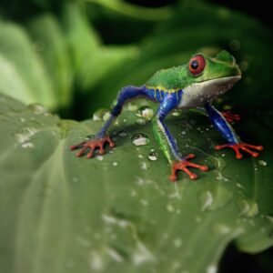 costa rica